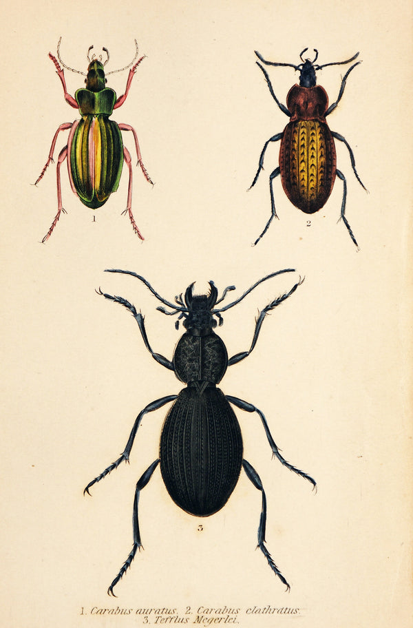 Rare Antique Print buying BEETLE Chromolithograph Print 1909 ENTOMOLOGY INSECT Goffart