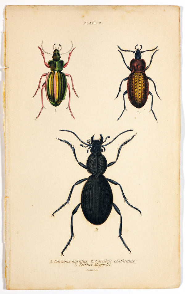 Beetles, set of 10 prints: 10x different beetle prints on deals original French vintage paper from around 1900