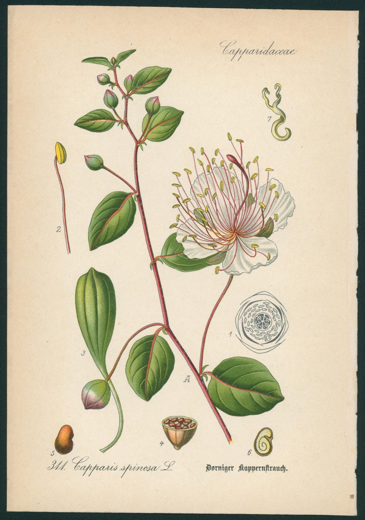 Capparis Spinosa L.- Antique Botanical Print