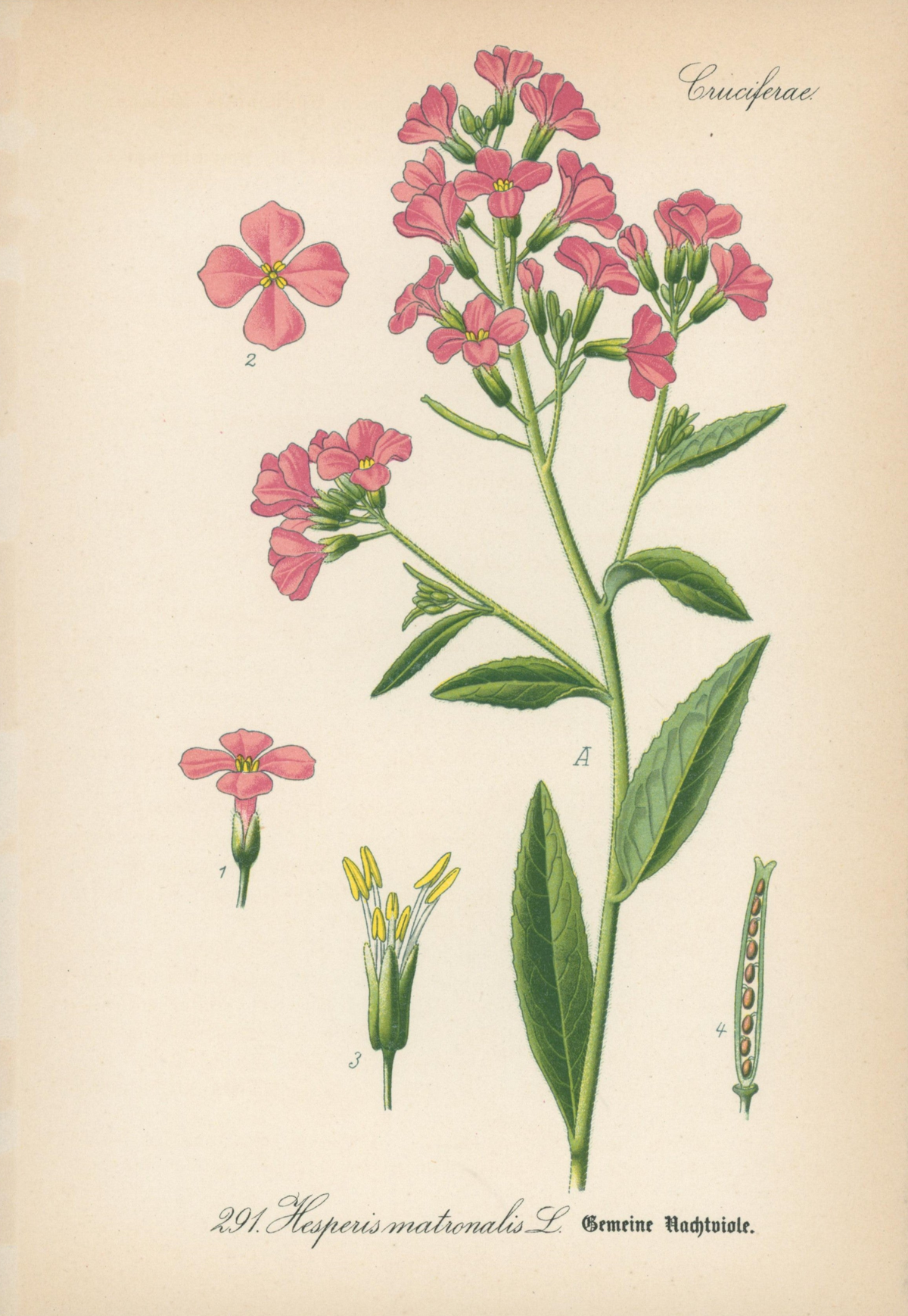 Hesperis Matronalis L. - Antique Botanical Print