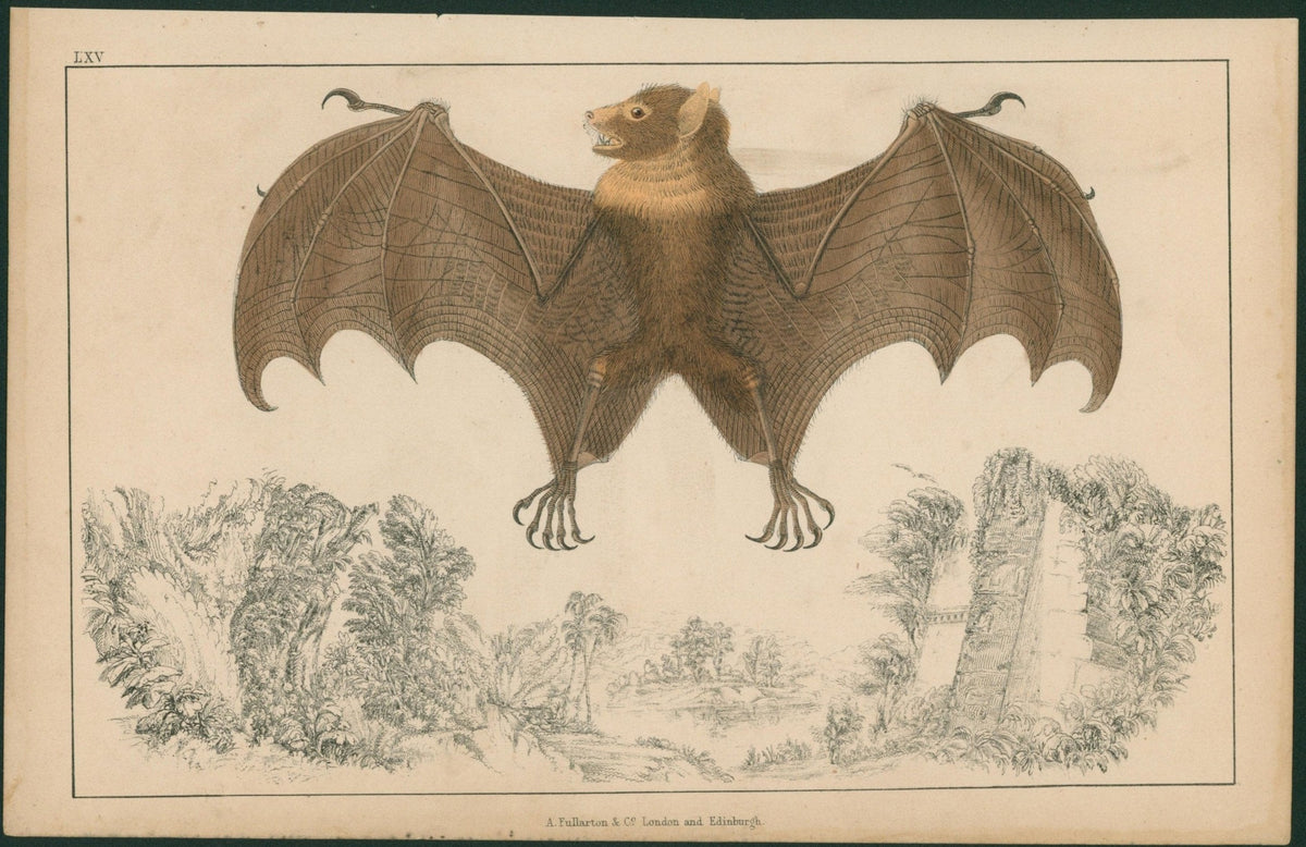 Bats- Hand Colored Copper Engraving