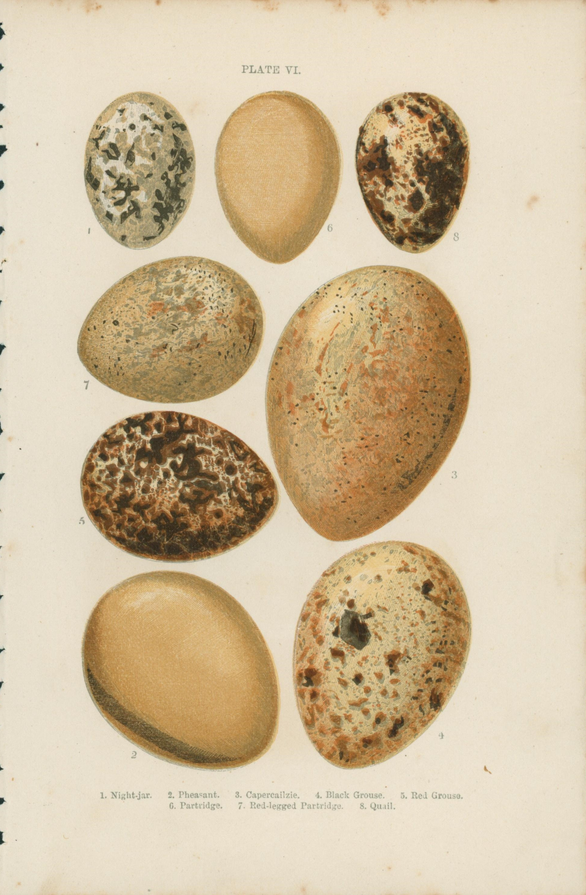 Birds&#39; Eggs- Antique Print