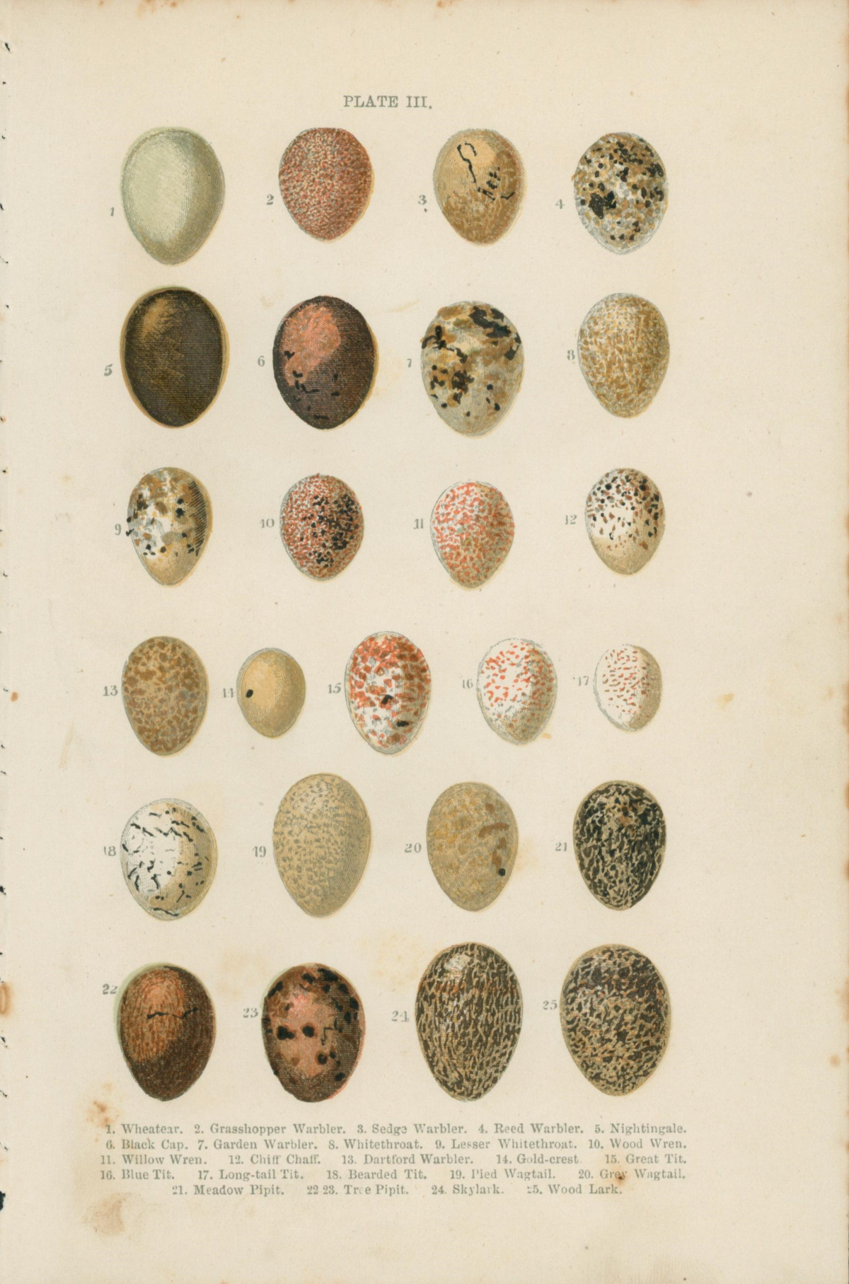 Birds&#39; Eggs- Antique Print