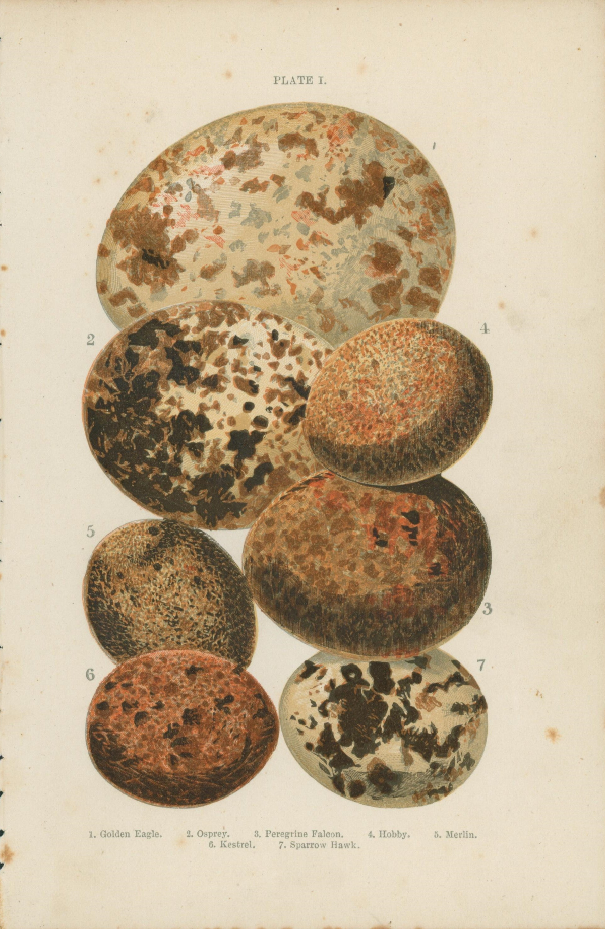 Birds&#39; Eggs- Antique Print