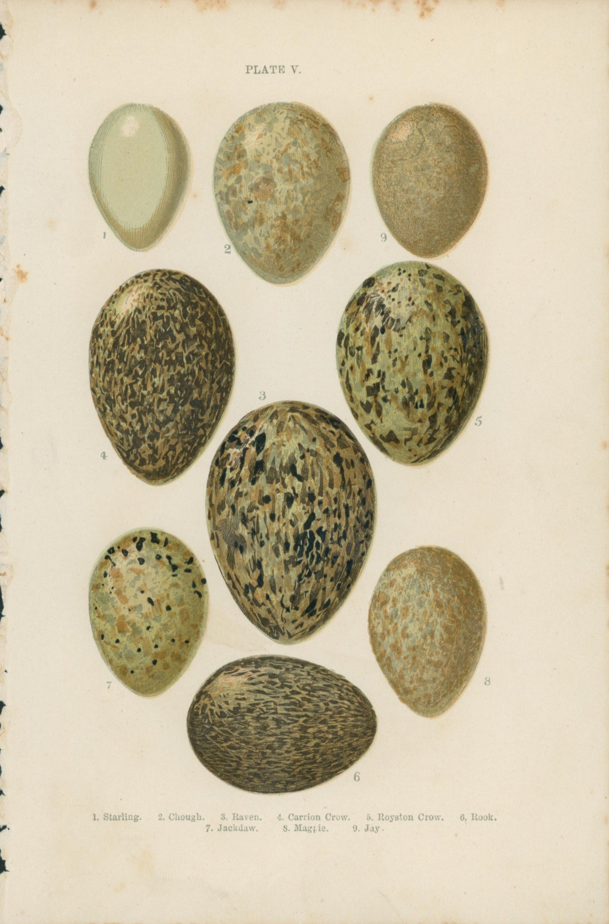 Birds&#39; Eggs- Antique Print