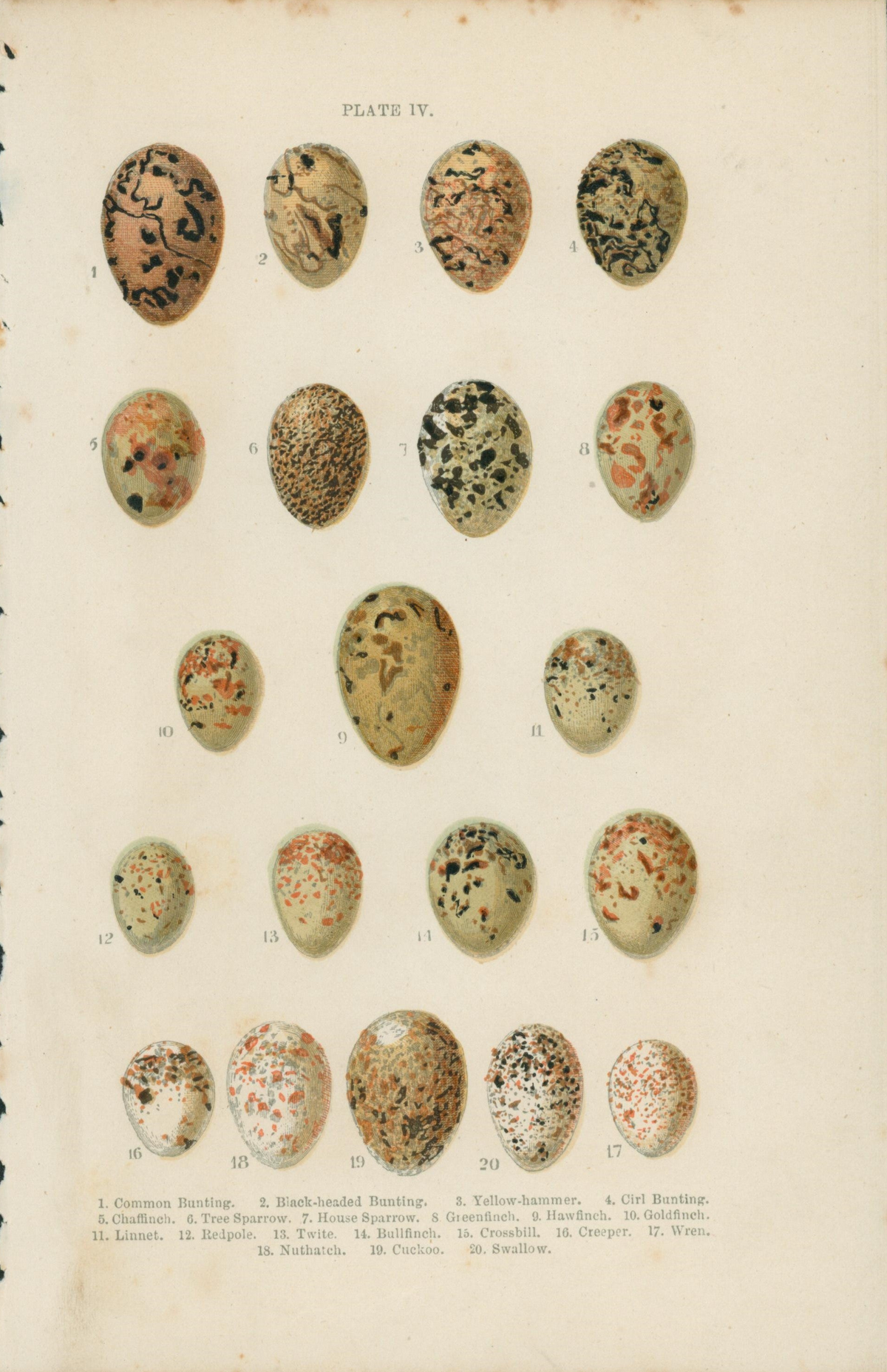 Birds&#39; Eggs- Antique Print