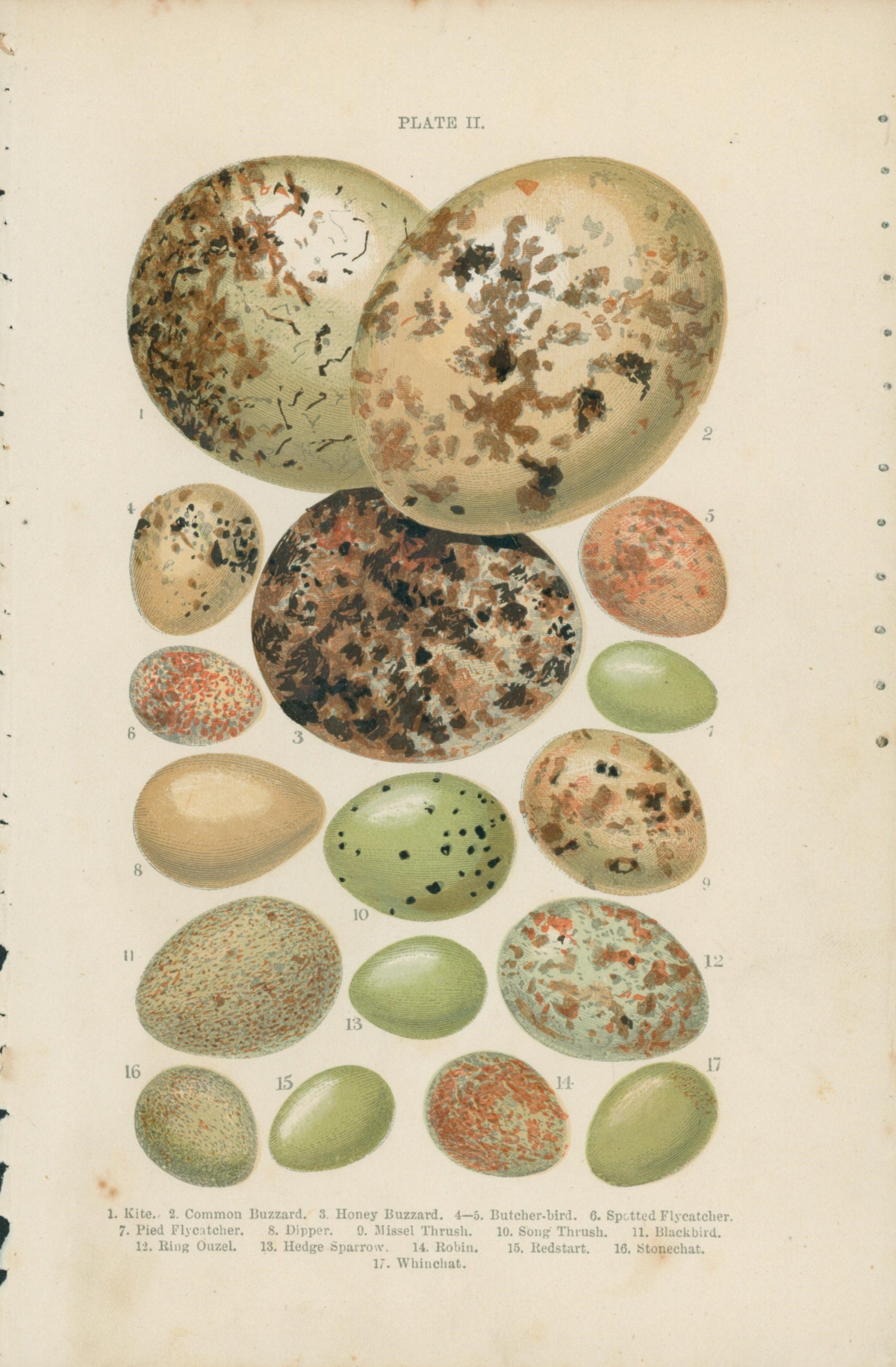 Birds&#39; Eggs- Antique Print