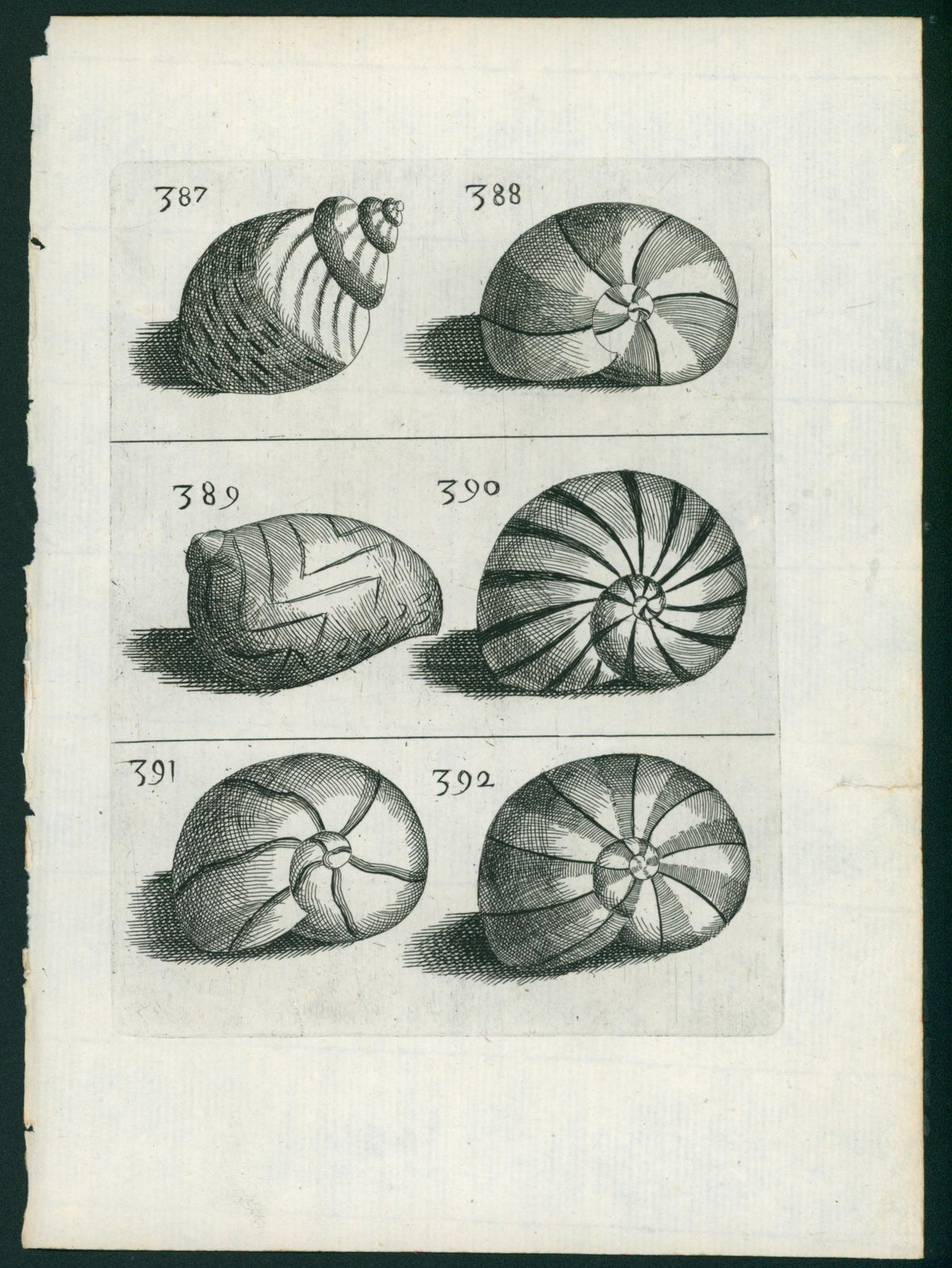 Baroque Conchology, Steel Engraving