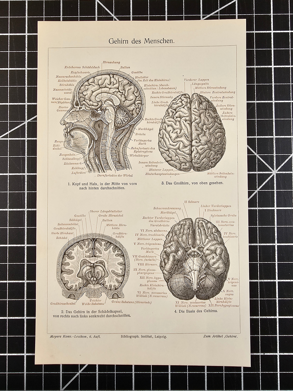 Human Brain Neurology