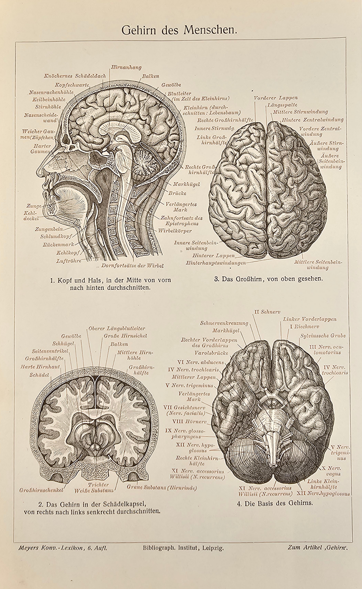 Human Brain Neurology