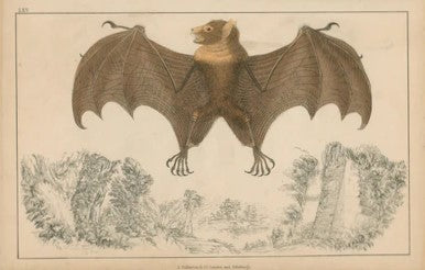 Bats- Hand Colored Copper Engraving