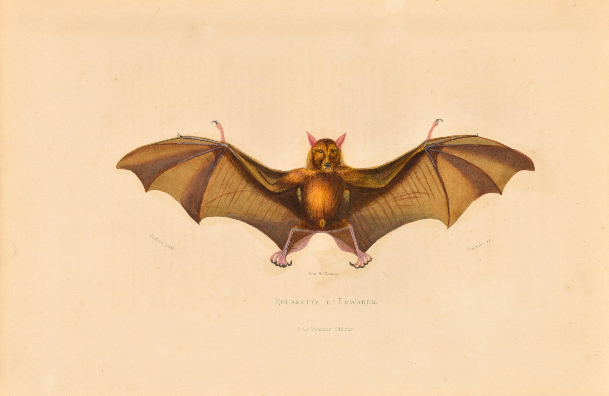 Edwards Bat- Hand-Colored Engraving - Authentic Vintage Antique Print