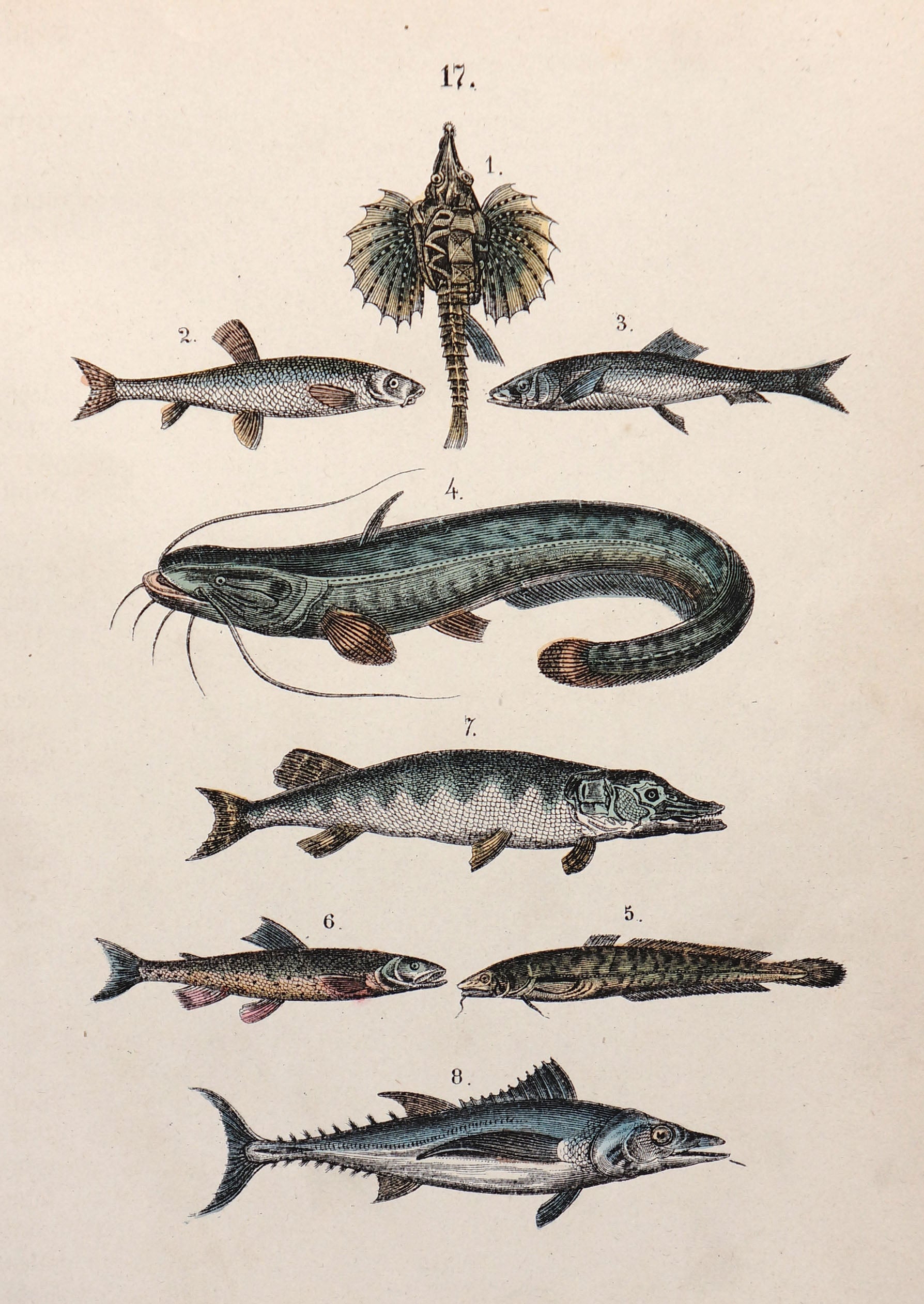 Pike. Trout, Tuna, Catfish Hand Color Engraving