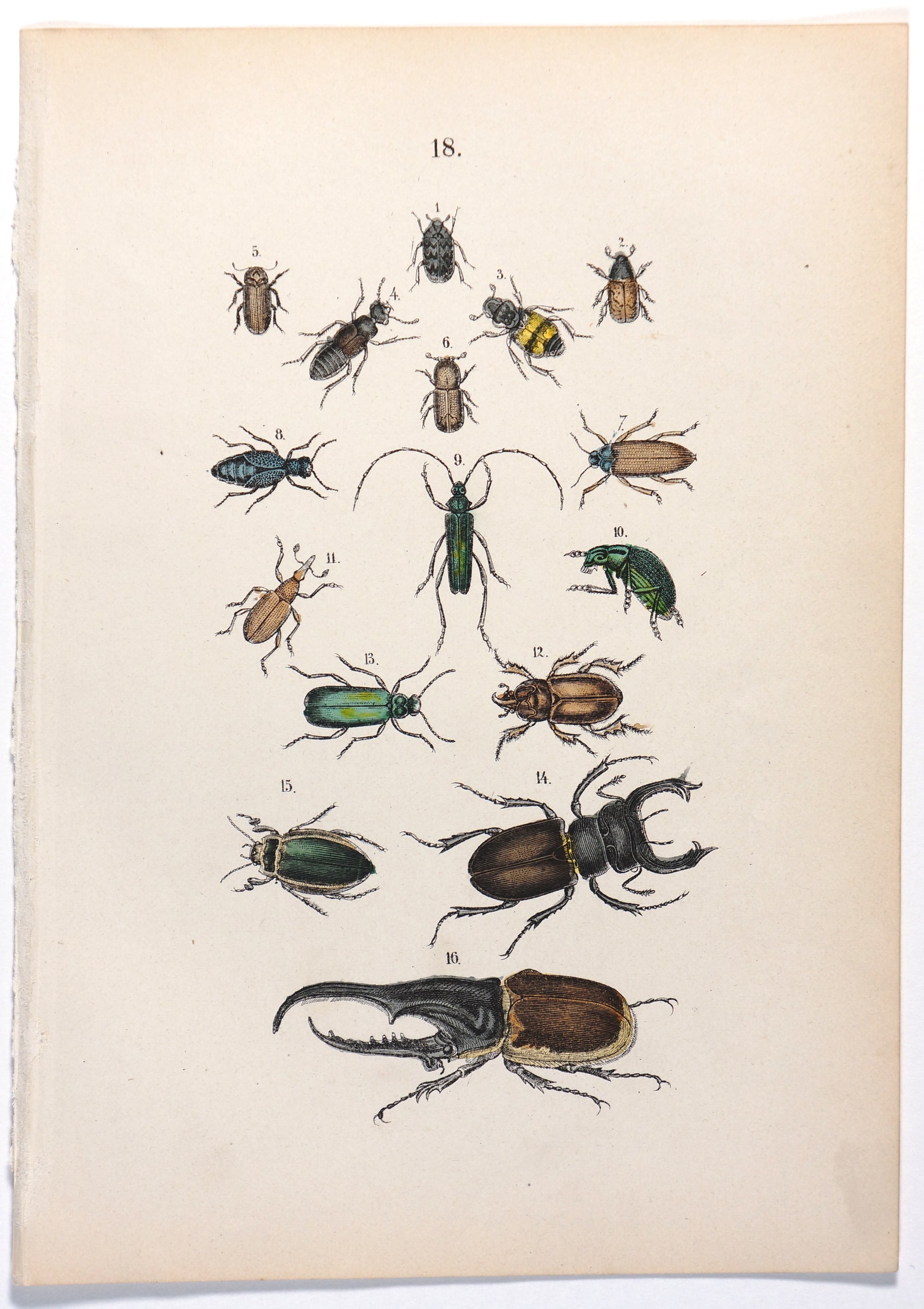 Authentic Vintage Antique Print | Beetles, Rhinoceros Beetle & Others ...
