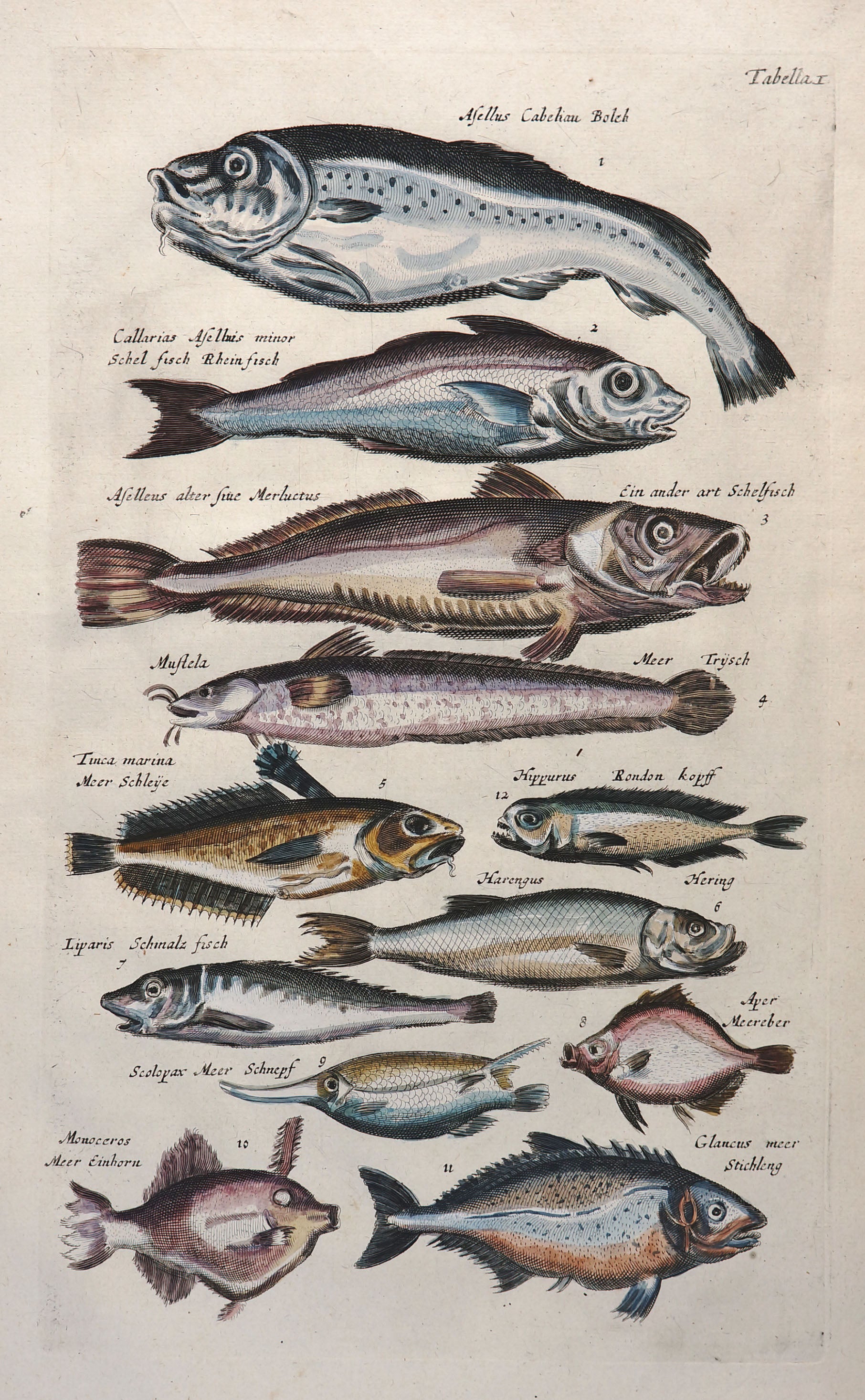 Marine & Fish Hand Colored Engraving - Authentic Vintage Antique Print