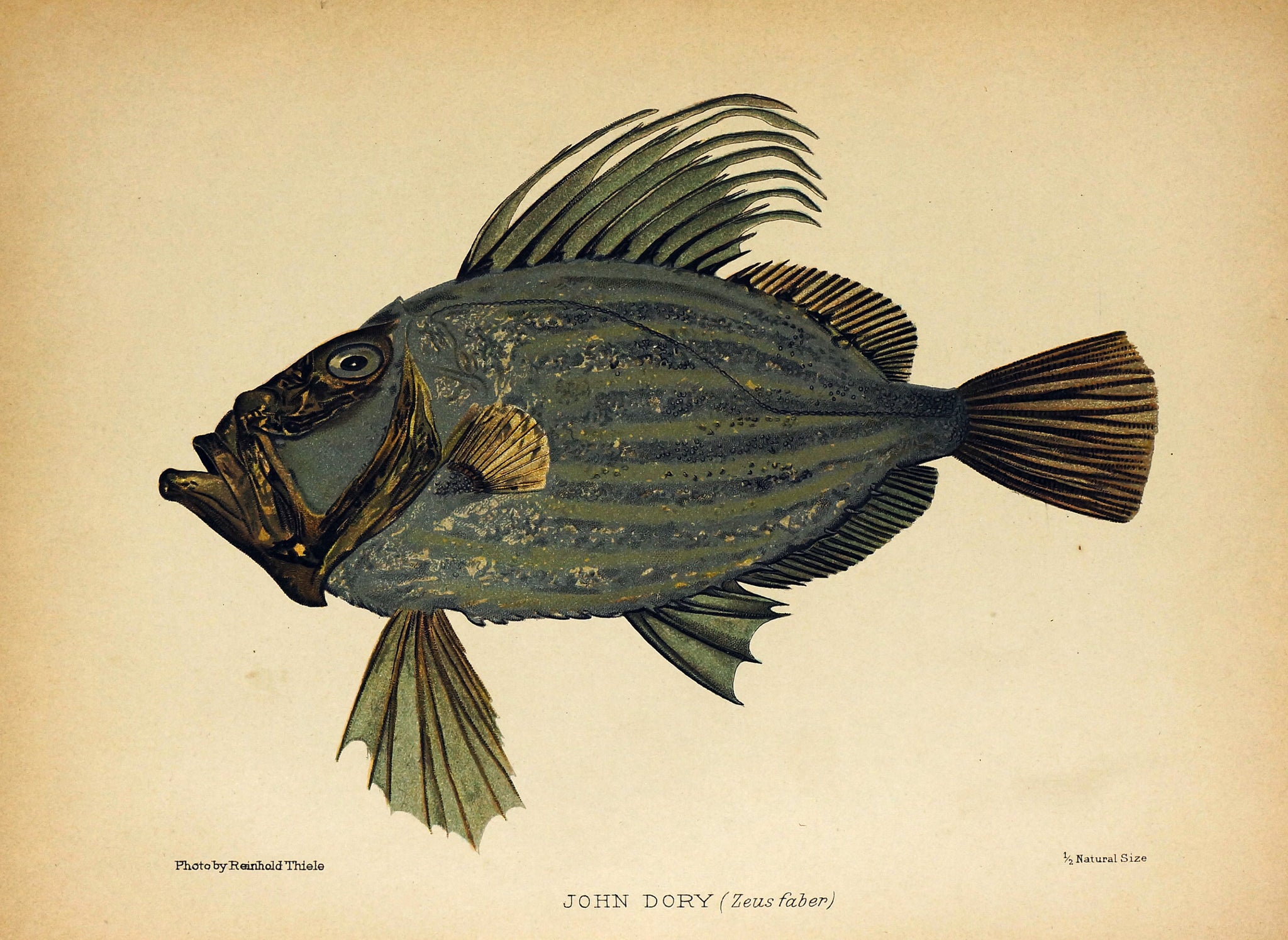 Authentic Vintage Antique Print | John Dory Salt-Water Fish, Zeus Faber ...