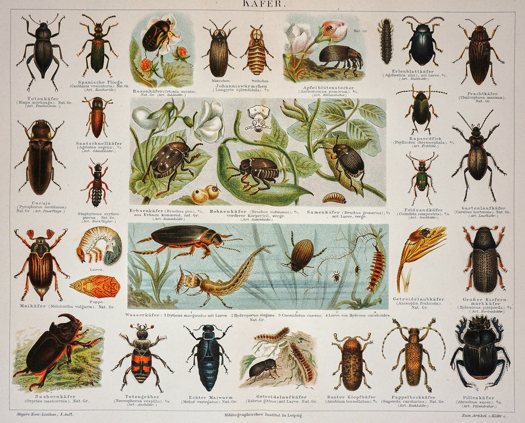 Beetles, set of 10 prints: 10x different beetle prints on original shops French vintage paper from around 1900