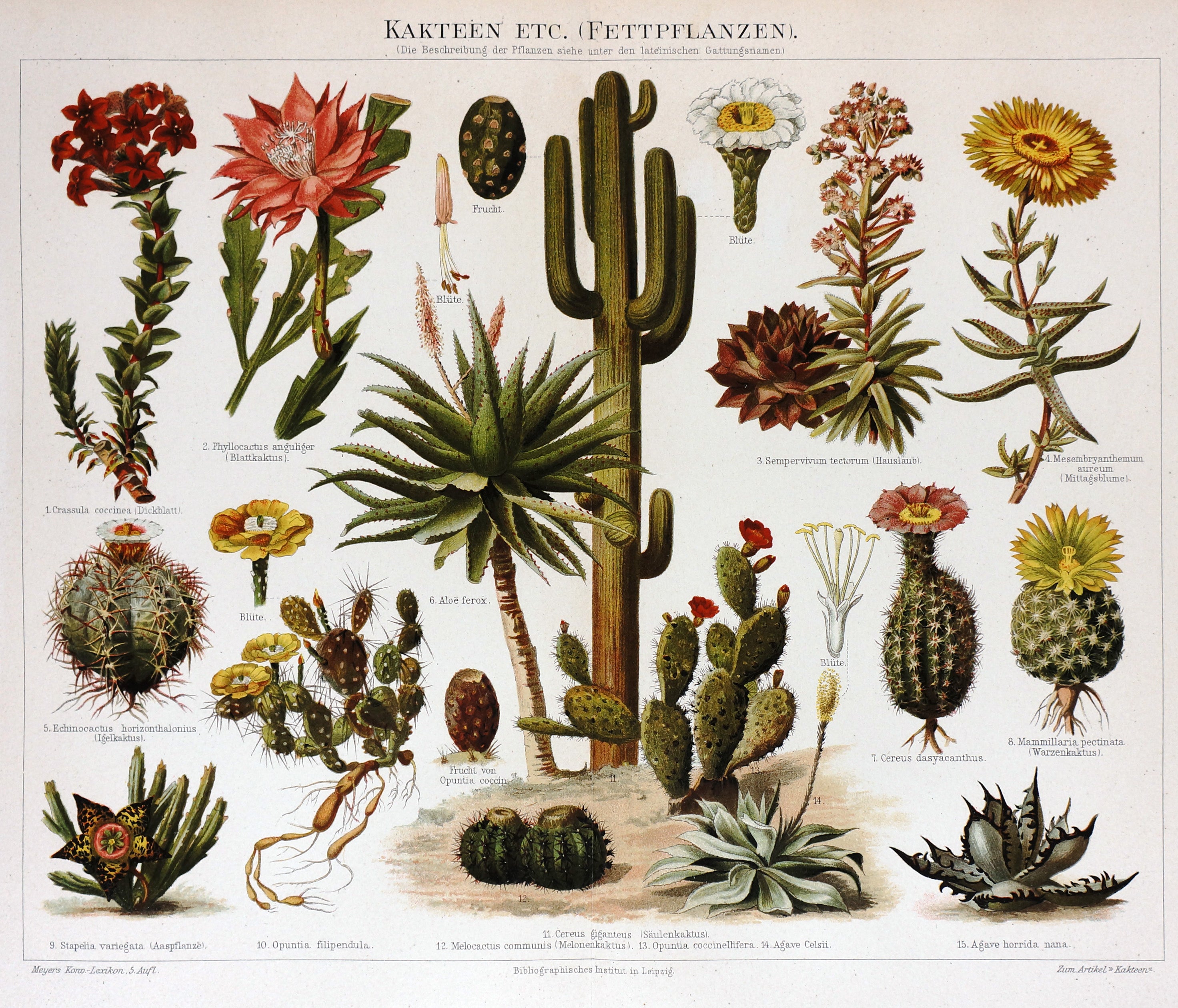 Au Cactus Francophone : Adenium Roemer & Schultes 1819
