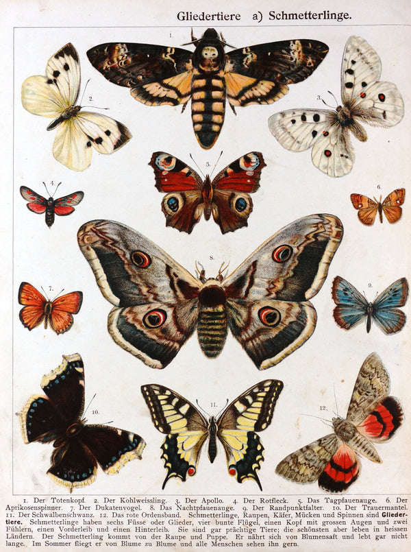 Authentic Vintage Antique Print | Butterfly, Moths Death's-head ...