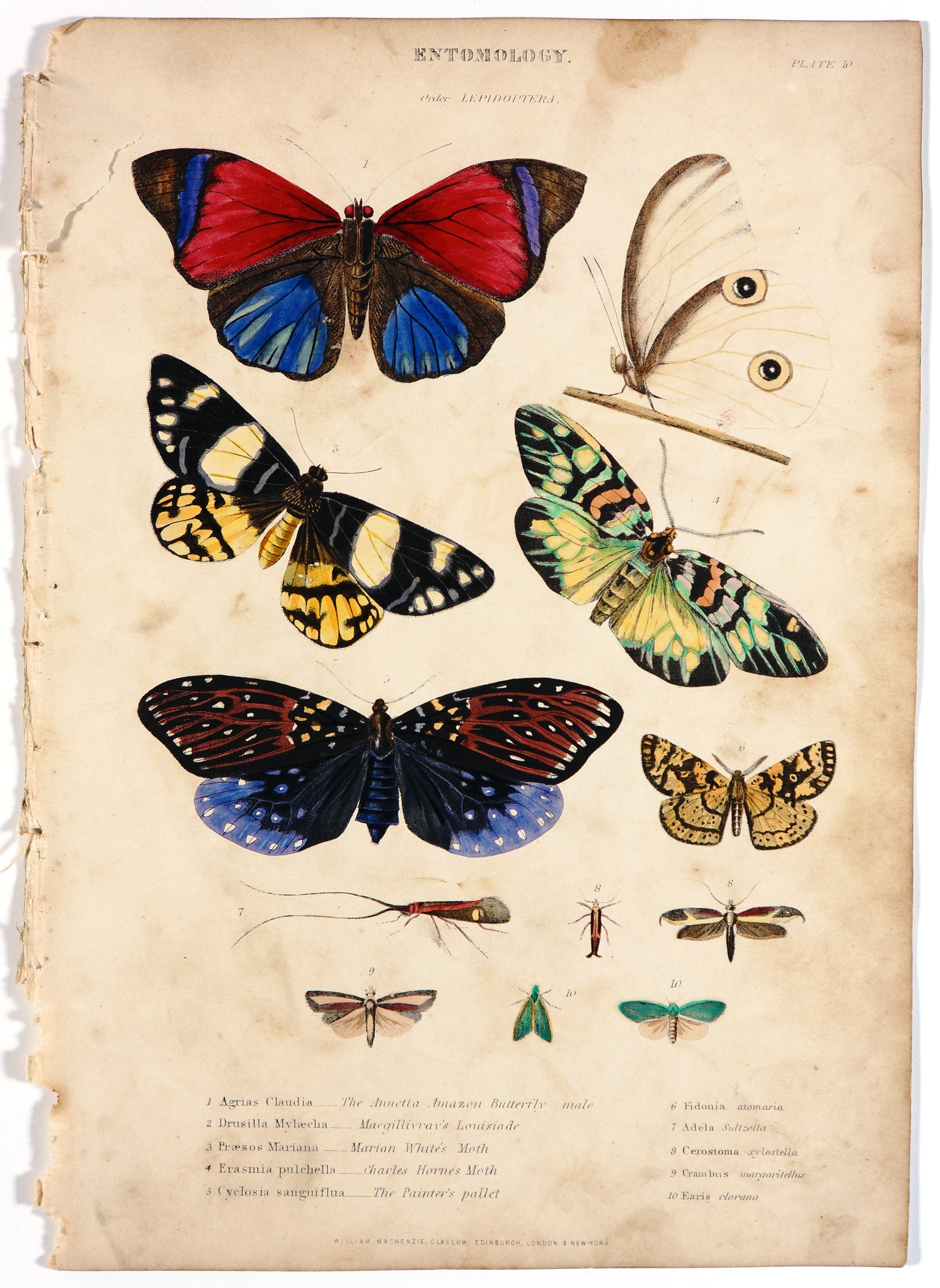 Authentic Vintage Antique Print  Annetta , Painter's Pallet & Other  Butterflies Engraving