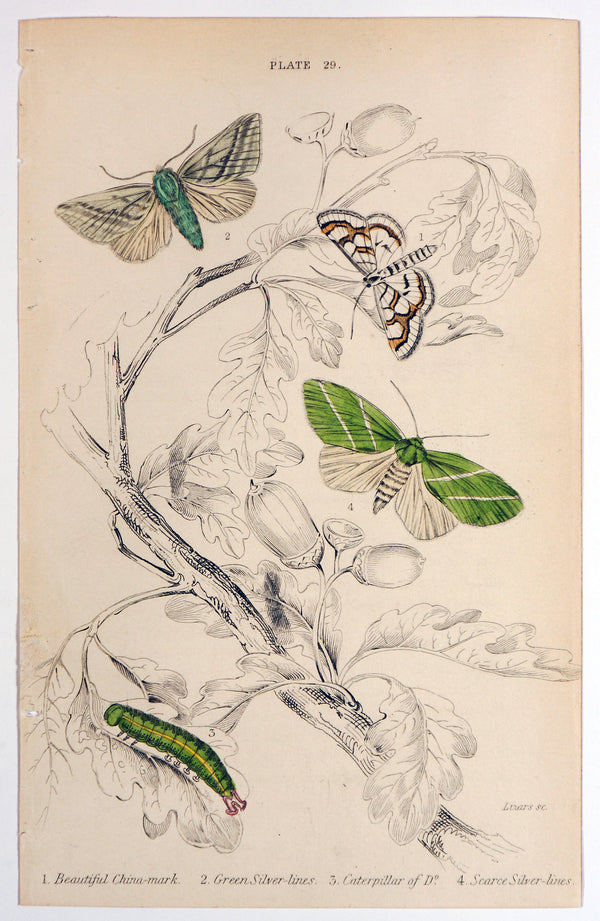 Authentic Vintage Antique Print | Jardine Exotic Moths Hand Colored ...