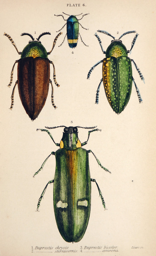 Beetles, set of 10 prints: outlets 10x different beetle prints on original French vintage paper from around 1900