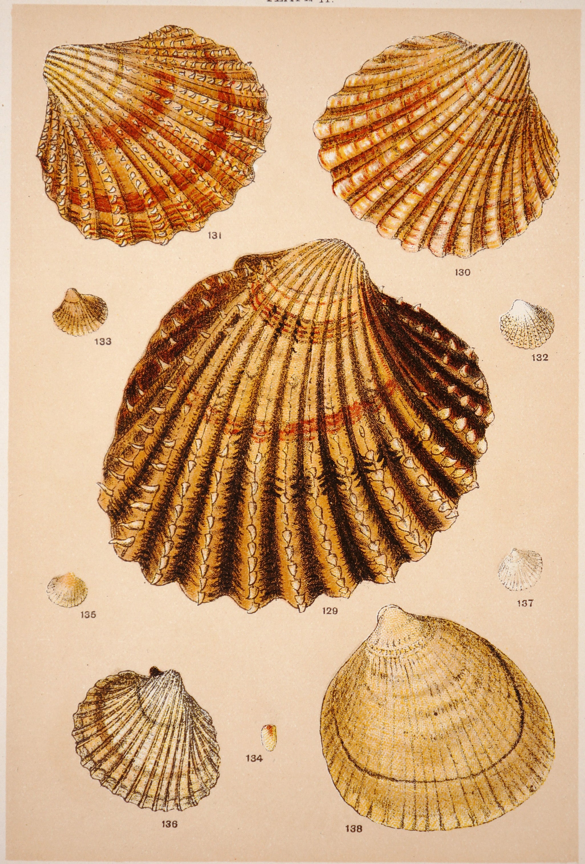 Authentic Vintage Antique Print | Shells, Antique Chromolithograph