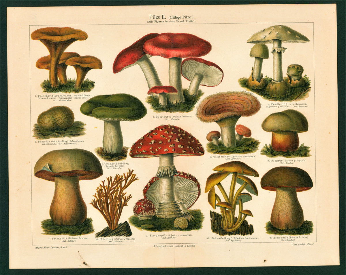 Poisonous Mushroom- Chromolithograph - Authentic Vintage Antique Print