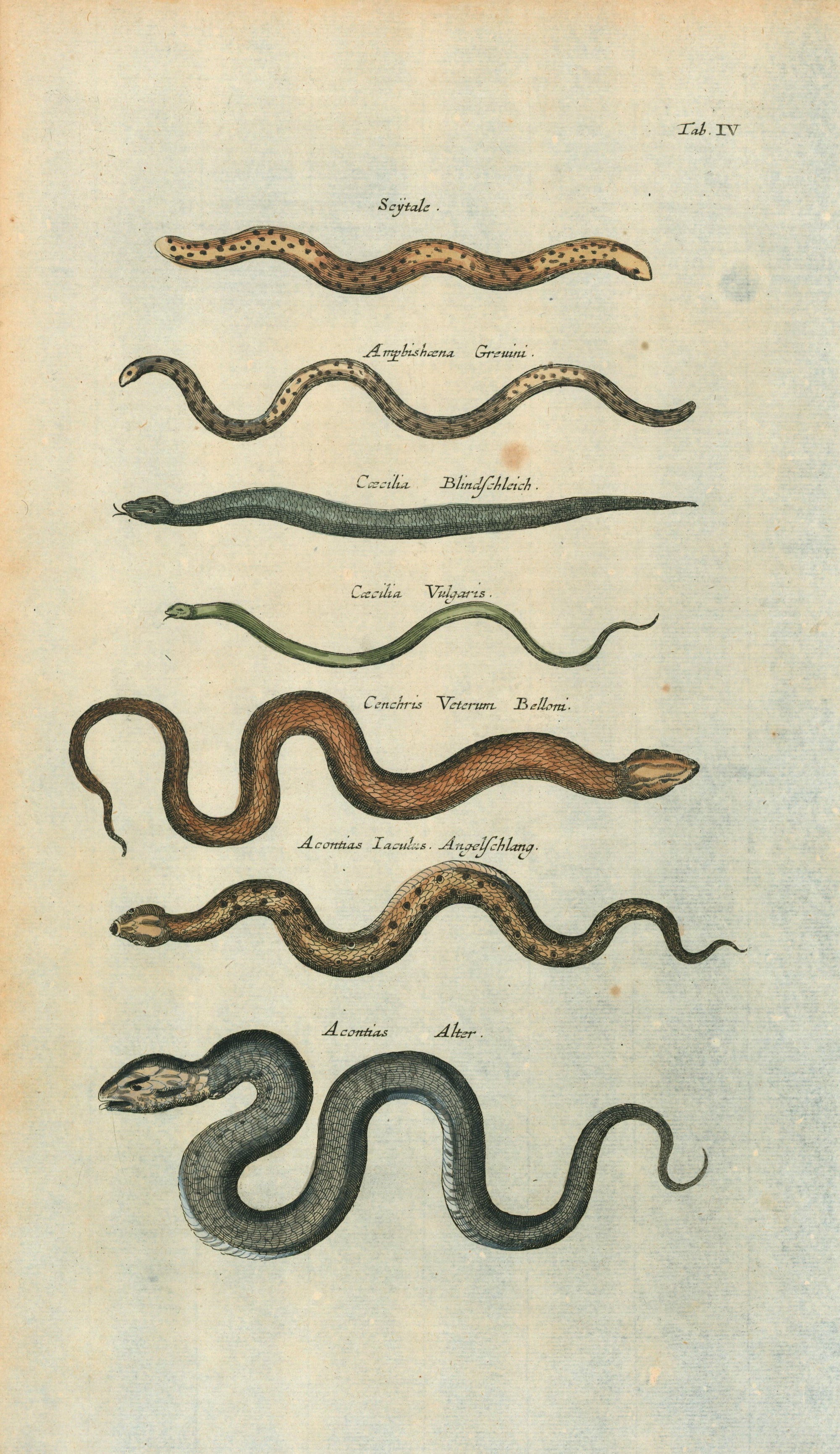 Mattheus Merian Snakes- Antique Engraving - Authentic Vintage Antique Print