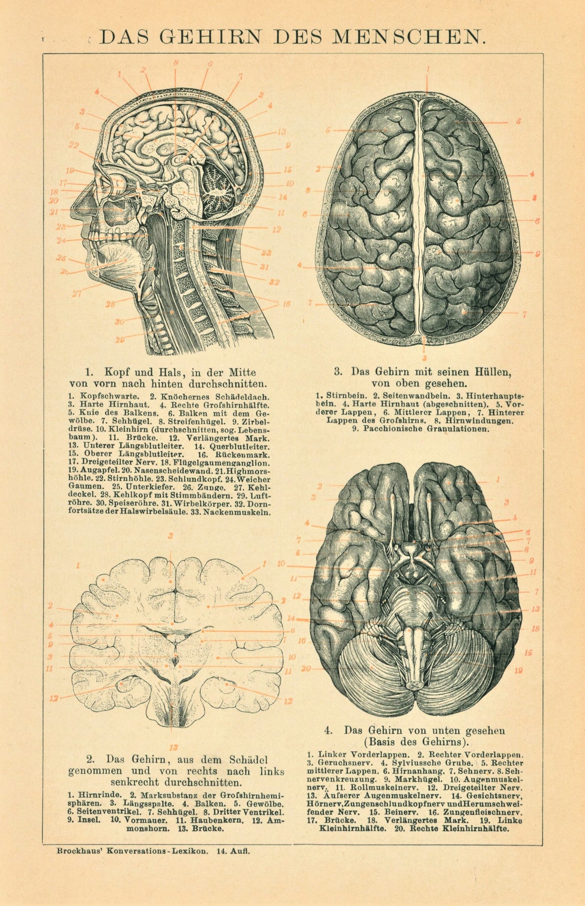 Authentic Vintage Antique Print | Human Brain Anatomy